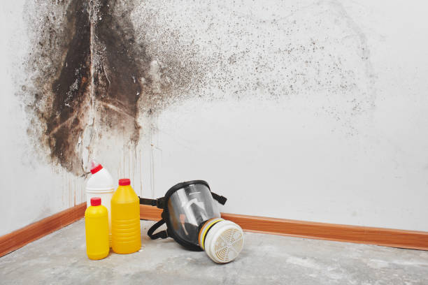 Best Mold Damage Repair  in Belle Glade, FL