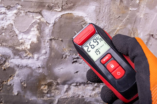 Best Attic Mold Removal  in Belle Glade, FL
